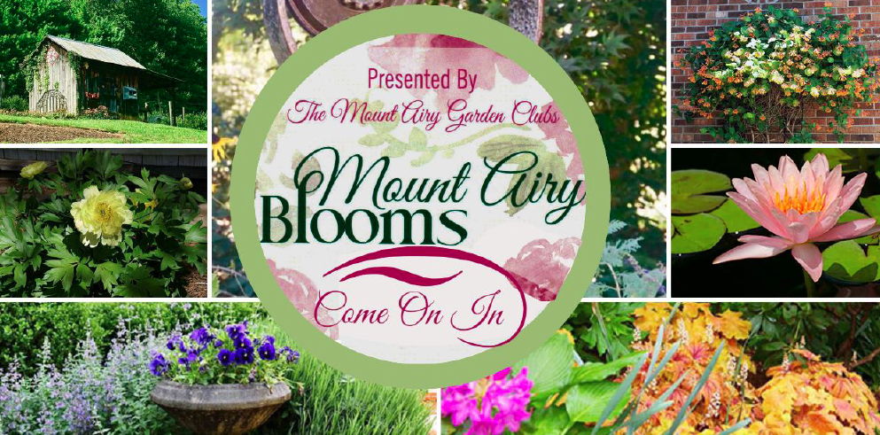 Mount_Airy_Blooms