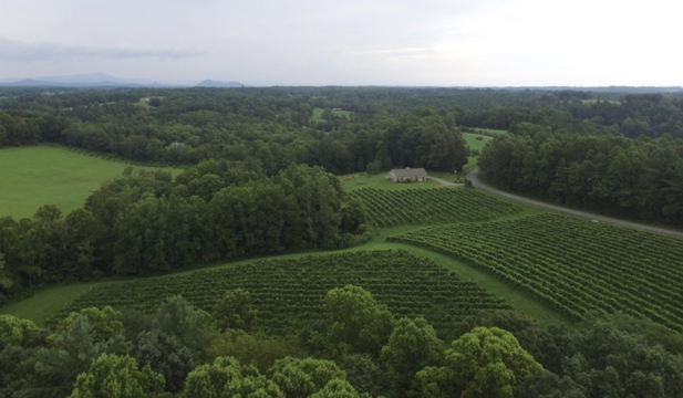 Golden Road Vineyards drone shot