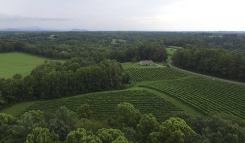 Golden Road Vineyards drone shot