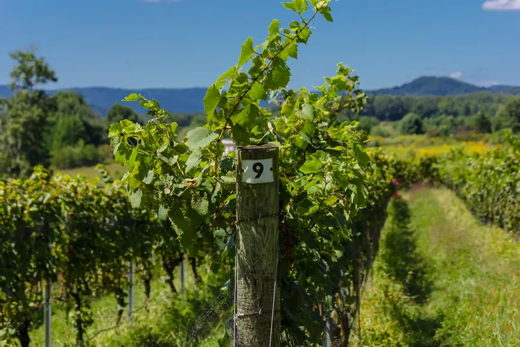 Vineyards near Mount Airy, North Carolina.