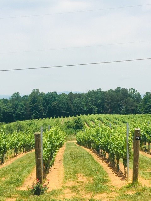 Haze Gray Vineyards