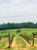 Haze Gray Vineyards