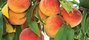 peach fest.jpg
