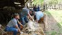 Sheep Shearing