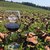 stony knoll vineyards.jpg