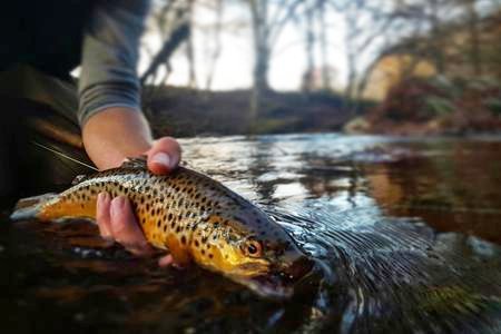 Yadkin River Fishing
