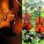 Violins