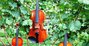 violin duets